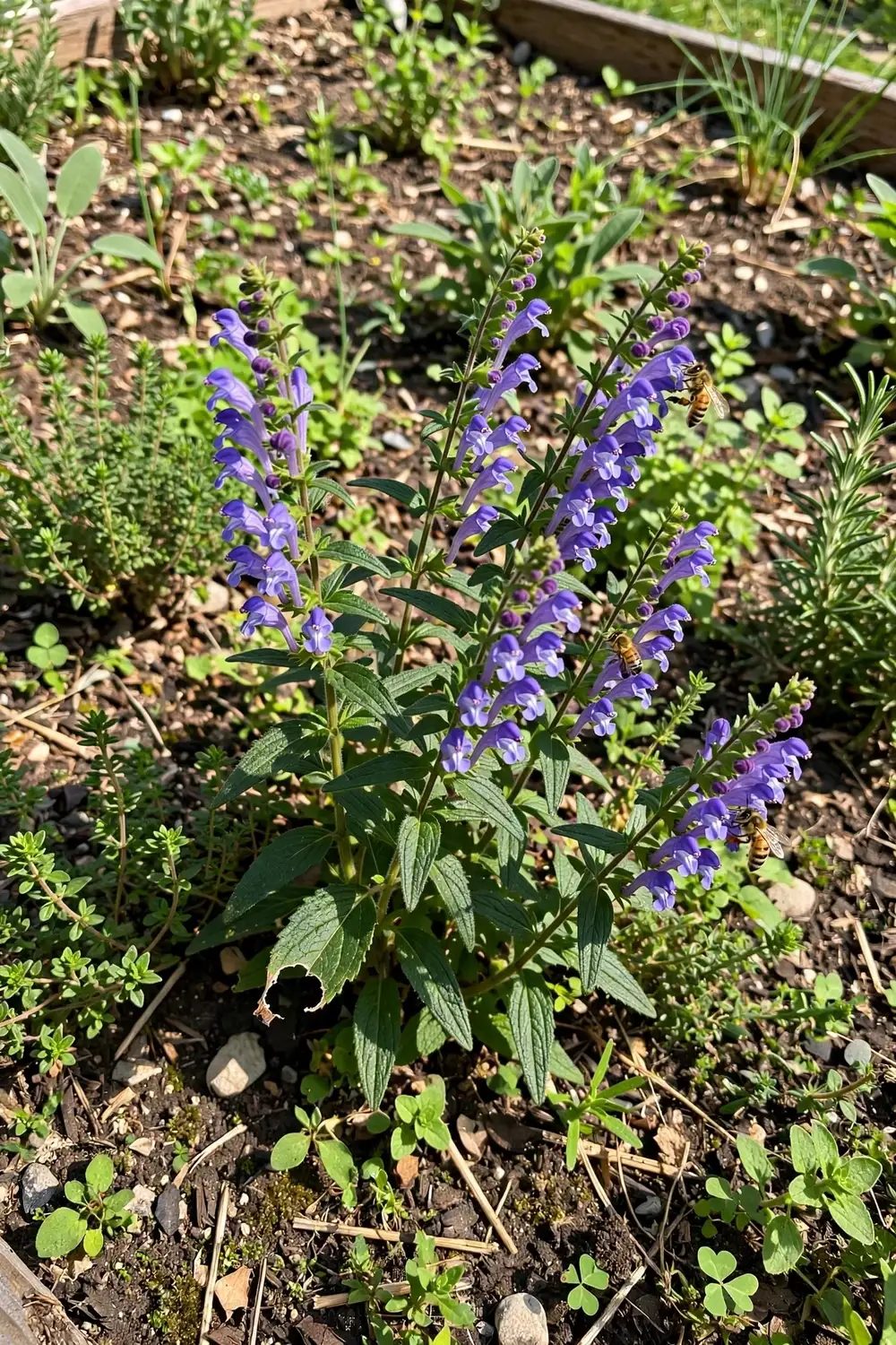 How to Grow Chinese Skullcap from Seed: The 2 to 4 Year Root Harvest Guide (Huang Qin)