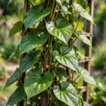 How to Grow Chinese Yam: Nagaimo from Bulbils to Deep Harvest How to Grow Chinese Yam: Nagaimo from Bulbils to Deep Harvest
