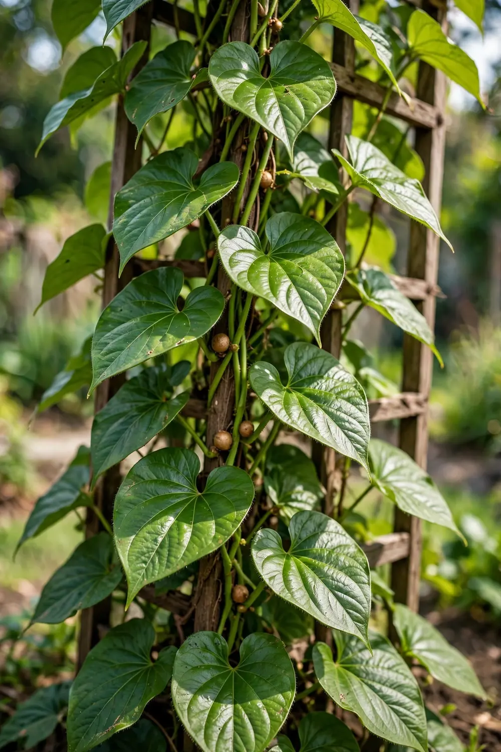 How to Grow Chinese Yam: Nagaimo from Bulbils to Deep Harvest