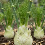 How to Grow Fennel from Seed: Herb vs Florence (Bulbing) — No More Bolting How to Grow Fennel from Seed: Herb vs Florence (Bulbing) — No More Bolting