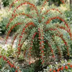 How to Grow Goji Berries: 15 Steps From Seed to Harvest