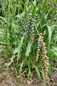 How to Grow Job’s Tears from Seed: Edible Grain vs Beads (Coix lacryma-jobi)