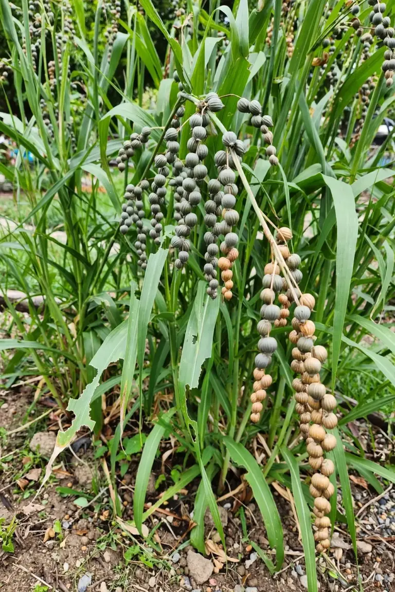 How to Grow Job’s Tears from Seed: Edible Grain vs Beads (Coix lacryma-jobi)