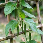 How to Grow Long Pepper (Piper longum) from Seed: The Rare Spice You Can Grow at Home