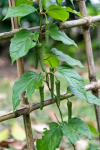 How to Grow Long Pepper (Piper longum) from Seed: The Rare Spice You Can Grow at Home