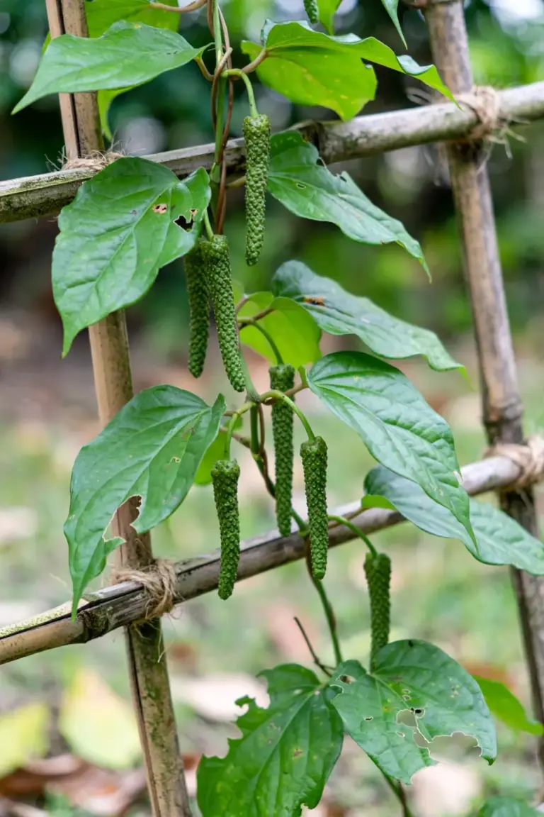 How to Grow Long Pepper (Piper longum) from Seed: The Rare Spice You Can Grow at Home