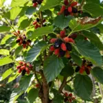 How to Grow Mulberry from Cuttings: Hardwood vs Softwood (and Why Black Mulberry Is Harder)