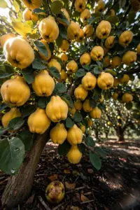 How to Grow Quinces: The Forgotten Fruit Tree That’s Easier Than Pears (Zones 5–9)