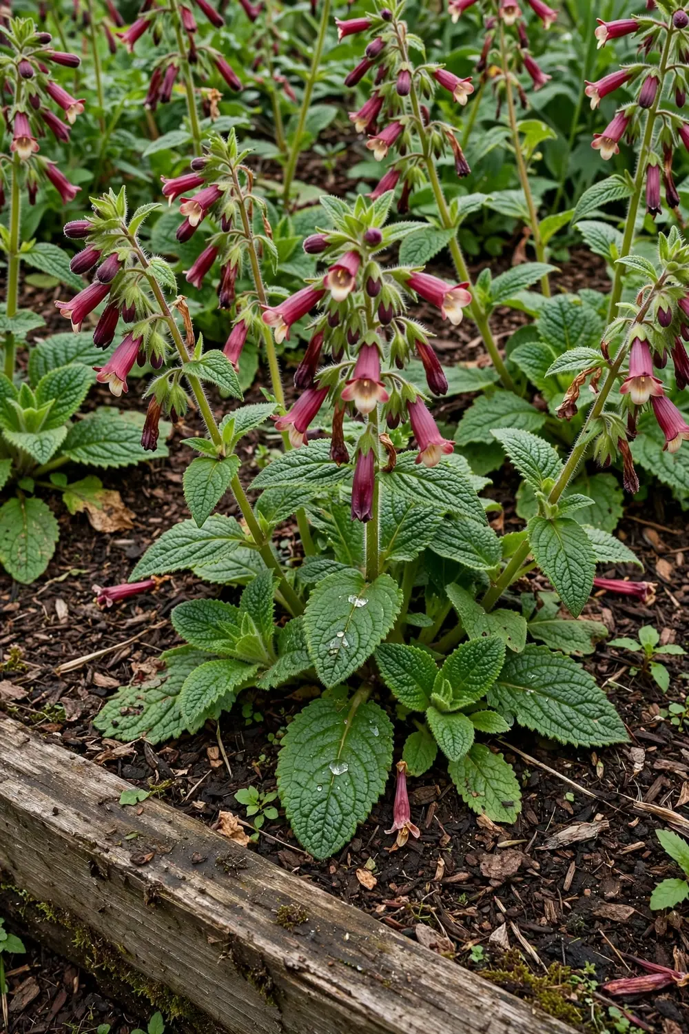 How to Grow Rehmannia Glutinosa: 11 Steps to Homegrown Di Huang How to Grow Rehmannia Glutinosa: 11 Steps to Homegrown Di Huang