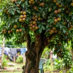 How to Grow Santol from Seed: Germination, Sweet vs Sour Varieties, and First Fruit in 3–7 Years How to Grow Santol from Seed: Germination, Sweet vs Sour Varieties, and First Fruit in 3–7 Years