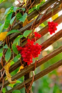 How to Grow Schisandra From Seed: 13 Steps to Homegrown Five-Flavor Berries