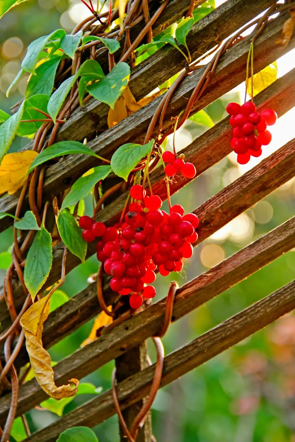 How to Grow Schisandra From Seed: 13 Steps to Homegrown Five-Flavor Berries