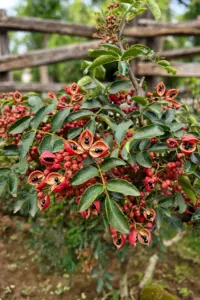 sichuan pepper