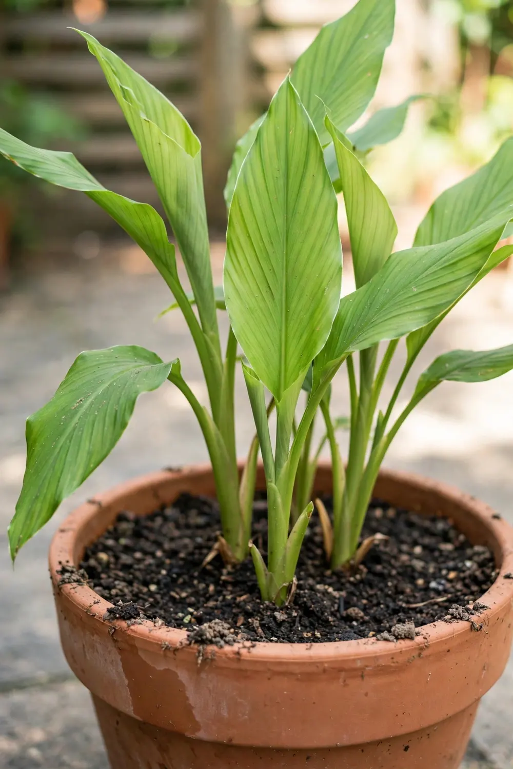 How to Grow Turmeric in Pots: Rhizome to Harvest for Cold Climates