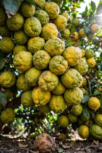 How to Grow Ugli Fruit: The Jamaican Tangelo That’s Easier Than It Looks (Zones 9–12)