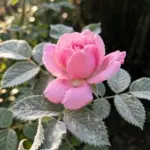 Powdery Mildew on Roses: 9 Treatments That Actually Work